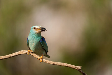 European roller (Coracias garrulus) , Castilla la Mancha, Spain.
