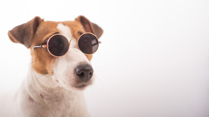 Jack russell terrier dog portrait in sunglasses on white background