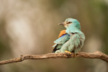 European roller (Coracias garrulus) , Castilla la Mancha, Spain.