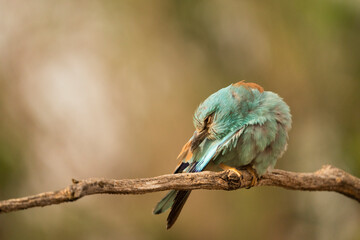 European roller (Coracias garrulus) , Castilla la Mancha, Spain.