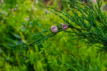 Wedding gold rings close-up on a background of green home flowers, bushes.