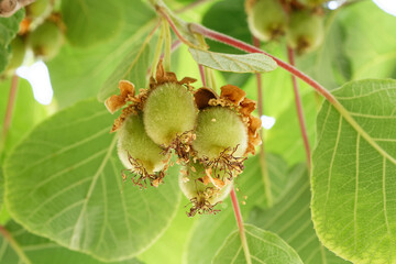 young kiwi fruits on a street tree in cologne ehrenfeld