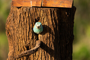 European roller (Coracias garrulus) , Castilla la Mancha, Spain.