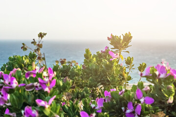 Istoda bush with purple flowers on the background of the sea. Banner