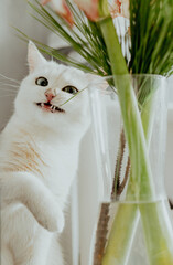 Portrait einer Katze die an einer Pflanze knabbert 