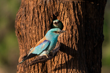 European roller (Coracias garrulus) , Castilla la Mancha, Spain.
