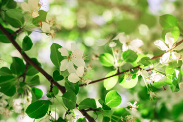 White flowers of a blooming apple tree, a beautiful natural background