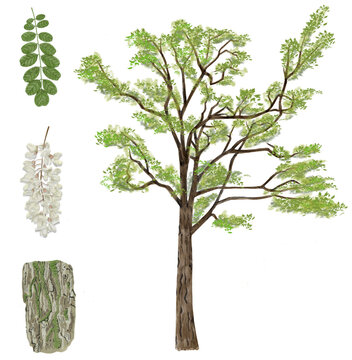 Robinie, Baum
