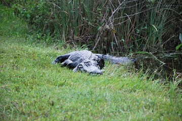 Alligator in Everglades National Park, Florida