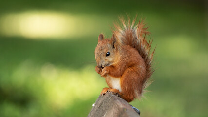 Red squirrel sits on a bench and eats a nut.