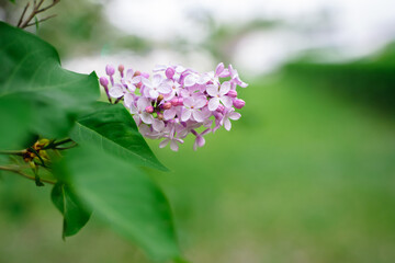 Purple flowers of blooming lilac, beautiful natural background with space for text
