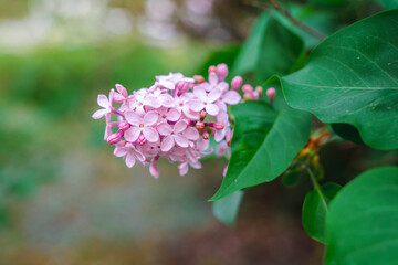 Purple flowers of blooming lilac, beautiful natural background with space for text