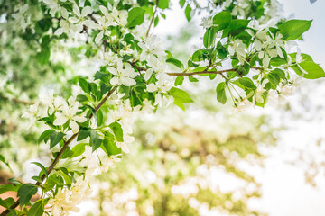 White flowers of a blooming apple tree, a beautiful natural background