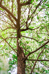 Obraz premium White flowers of a blooming apple tree, a beautiful natural background
