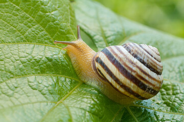 Close-up view of snail on green leaf.