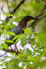 Beautiful Green Heron