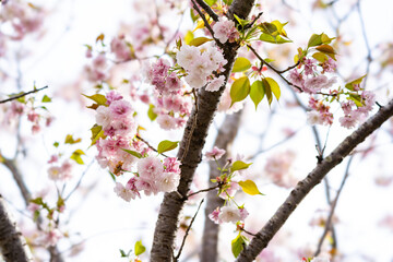 八重桜2021
