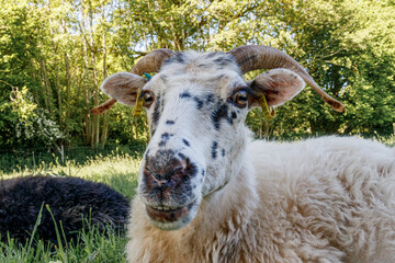 Schafkopf in Nahaufnahme