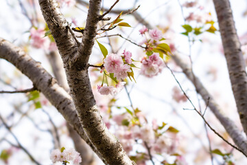八重桜2021