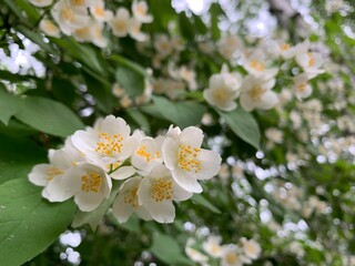 Fresh blooming jasmine on the green branches