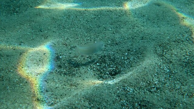 Slow motion, Razorfish  quickly hides burrowing in the sandy bottom in sunlights. Pearly Razorfish or Cleaver Wrasse (Xyrichtys novacula) Underwater shot, Adriatic Sea, Montenegro, Europe