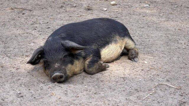 Small piglet, Sus scrofa domesticus, sleeps and grunts contentedly on the floor of its organic green enclosure at the organic farm in Germany