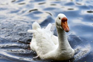 A white goose with a red beak swims on the water of the lake