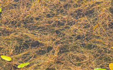 Many underwater plant stems (submerged)