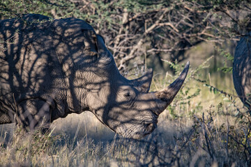 Rhino Africa