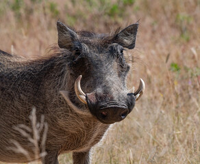 Warthog Pumba Africa