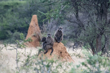 Baboon family