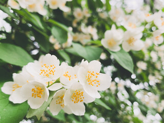 Fresh blooming jasmine on the green branches