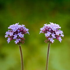 Two purple verbena bonariensis flowers blooming