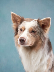 portrait of a dog on a blue background. marble border collie in studio