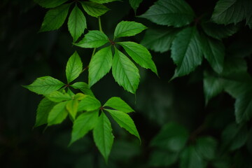 Fototapeta na wymiar Beautiful wild green grape leaves grow in a summer yard on a branch. Art soft blurred focus.