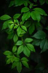 Fototapeta na wymiar Floral art card. Wild green grape leaves grow in dark garden