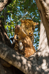 Leopard with its prey in tree. Adult leopard eats killed impala.