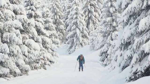 A cross-country skier skies down a trail in a snow-covered winter landscape with trees