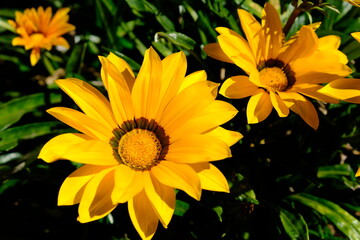 Peru Cusco - Inca ruins Qorikancha garden yellow sunflower