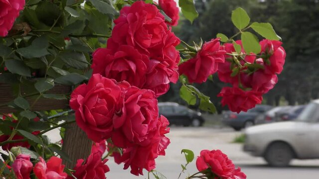 B-roll video in an urban environment with flowers, passers-by and cars