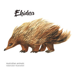 Australian animals watercolor illustration hand-drawn wildlife isolated on a white background. Echidna. Australia Day