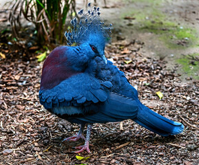Victoria crowned pigeon on the ground. Latin name - Goura victoria beccarii	
