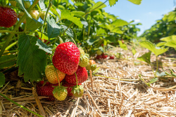 Rote erdbeere an Erdbeerpflanze  mit Stroh im Redbeerfeld. - obrazy, fototapety, plakaty