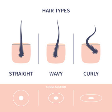 Straight, Wavy, Curly Hair Types Classification Set. Strand Cross-section. Human Hair Growth Style Chart. Health Care And Beauty Concept. Vector Illustration.