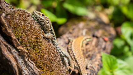 Lézard sur arbre