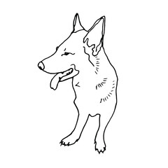 Doodle the German Shepherd.Pen line art.