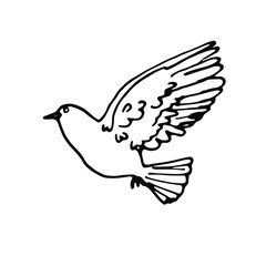 Doodle dove.Line art hand drawn vector element.