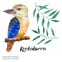 Australian animals watercolor illustration hand drawn wildlife isolated on a white background.  
