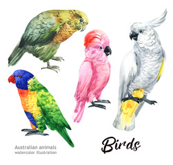 Australian animals watercolor illustration hand-drawn wildlife isolated on a white background. Parrots. Australia Day