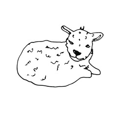 Doodle lamb.Line art hand drawn vector element.